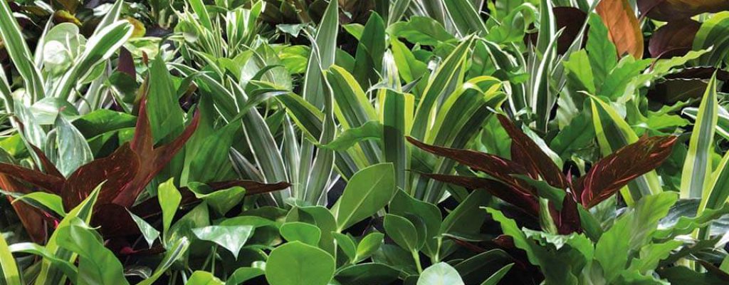 planten planten